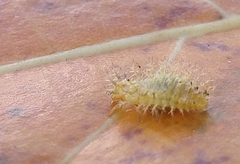 Henosepilachna vigintioctopunctata