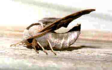 Twin-spotted Sphinx