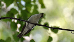 Ficedula hypoleuca