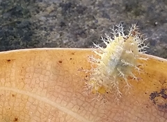 Henosepilachna vigintioctopunctata