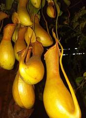 Nepenthes alata × ventricosa