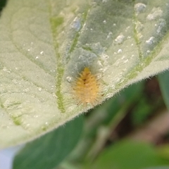 Henosepilachna vigintioctopunctata