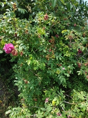 Rosa × majorugosa