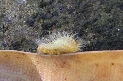 Henosepilachna vigintioctopunctata
