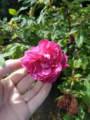 Rosa × majorugosa