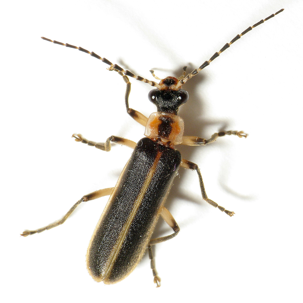 Podabrus basillaris