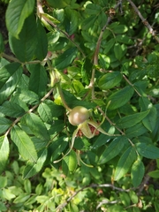 Rosa × majorugosa