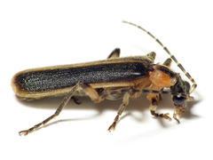 Podabrus basillaris