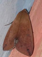 Ophiusa