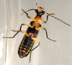Podabrus basillaris