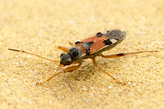 Beosus quadripunctatus