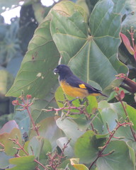 Spinus xanthogastrus