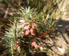 Brachyloma ericoides