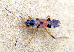 Beosus quadripunctatus