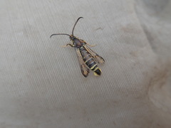 Bembecia ichneumoniformis