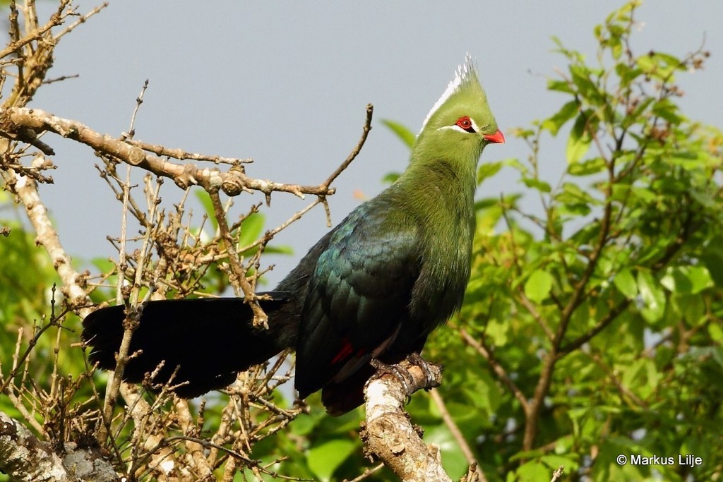 Livingstone's Turaco photo