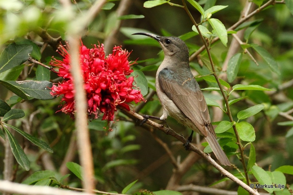 Mouse-colored Sunbird photo