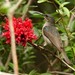 Mouse-colored Sunbird - Photo (c) Markus  Lilje, some rights reserved (CC BY-NC-ND), uploaded by Markus  Lilje