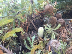 Banksia baueri