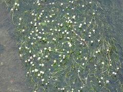 Ranunculus pseudofluitans