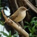 African Reed Warbler - Photo (c) Markus  Lilje, some rights reserved (CC BY-NC-ND), uploaded by Markus  Lilje