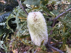 Banksia baueri