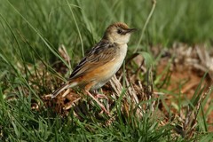 Cisticola cinnamomeus