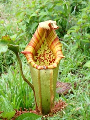 Nepenthes veitchii