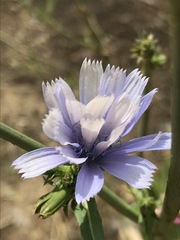 Cichorium intybus