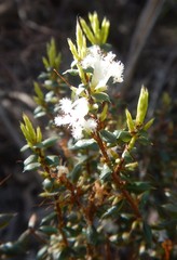 Styphelia exarrhena