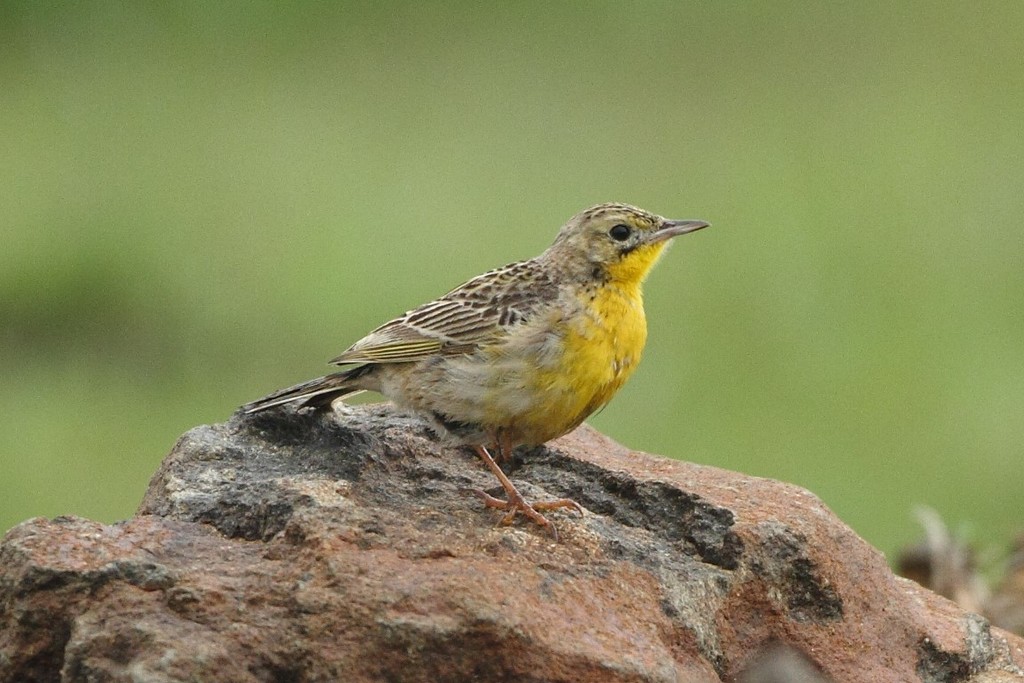 Yellow-breasted Pipit photo