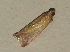 Nephopterix chryserythra