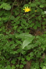 Hieracium subpellucidum