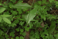 Hieracium subpellucidum