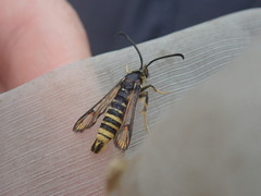 Bembecia ichneumoniformis