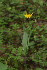 Hieracium subpellucidum