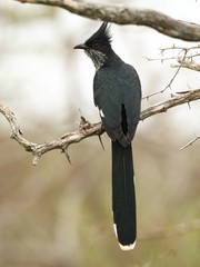 Clamator levaillantii