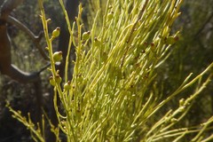 Choretrum glomeratum