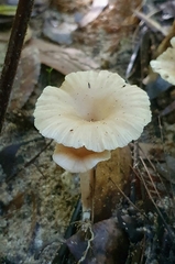 Singerocybe