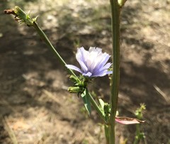 Cichorium intybus