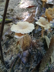 Singerocybe