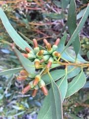 Eucalyptus utilis