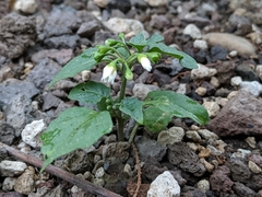 Solanum nigrum