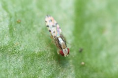 Scaptomyza albovittata
