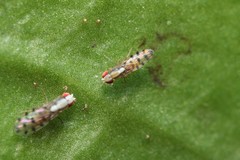 Scaptomyza albovittata