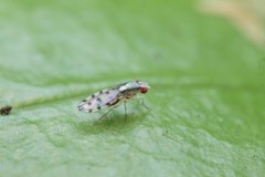 Scaptomyza albovittata