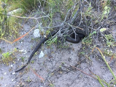 Pseudonaja affinis exilis