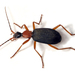 False Bombardier Beetles - Photo (c) Ashley M Bradford, some rights reserved (CC BY-NC), uploaded by Ashley M Bradford