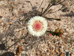 Actinodium cunninghamii