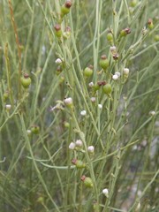 Choretrum glomeratum